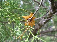 Gymnosporangium juniperi-virginianae image