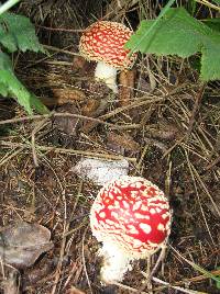 Amanita muscaria image