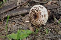 Chlorophyllum rhacodes image