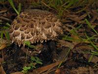 Chlorophyllum rhacodes image