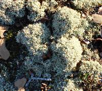 Cladonia portentosa image