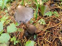 Coprinopsis atramentaria image