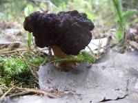 Helvella lacunosa image