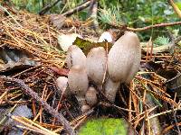 Coprinopsis atramentaria image