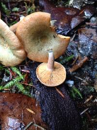 Lactarius deliciosus image