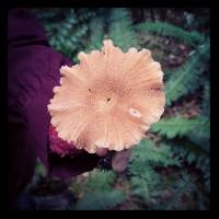 Laccaria laccata image