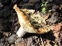 Russula brevipes image