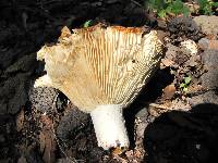 Russula brevipes image