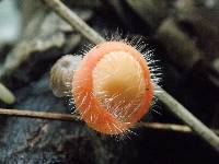 Cookeina tricholoma image