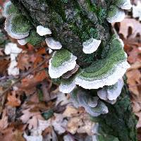 Trametes versicolor image