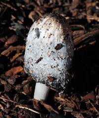 Coprinus comatus image