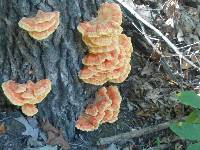 Laetiporus sulphureus image