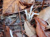 Clavaria fragilis image