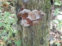 Auricularia polytricha image