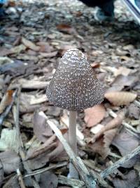 Image of Coprinus sterquilinus