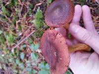 Cortinarius smithii image