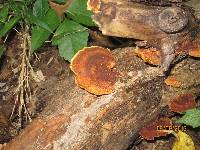 Phellinus gilvus image