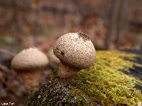 Lycoperdon pyriforme image