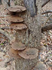 Ganoderma applanatum image