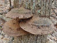 Ganoderma applanatum image