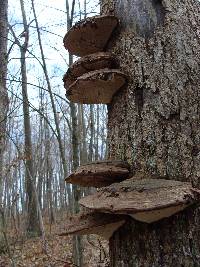 Ganoderma applanatum image