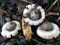 Geastrum saccatum image