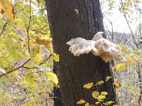 Pleurotus ostreatus image