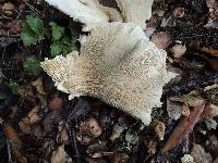 Pleurotus ostreatus image