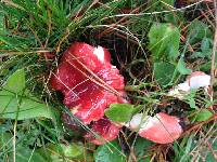 Russula sanguinaria image