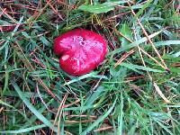 Russula sanguinaria image