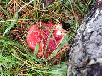 Russula sanguinaria image