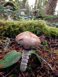 Stropharia hornemannii image