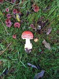 Amanita muscaria image