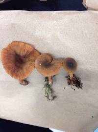 Lactarius fragilis image