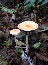 Stropharia ambigua image