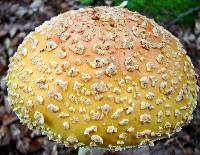Amanita muscaria image