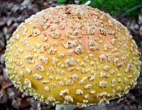 Amanita muscaria var. guessowii image