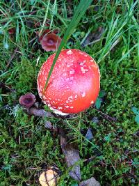 Amanita muscaria image