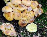 Hypholoma fasciculare image