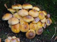 Hypholoma fasciculare image