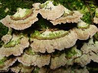 Trametes versicolor image