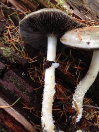 Stropharia hornemannii image