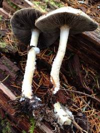 Stropharia hornemannii image