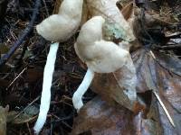 Helvella elastica image