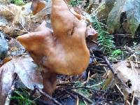 Gyromitra infula image