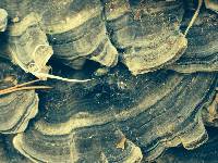 Trametes versicolor image