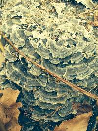 Trametes versicolor image