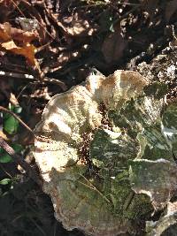 Trametes versicolor image