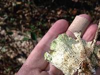 Trametes versicolor image