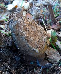 Pisolithus arhizus image